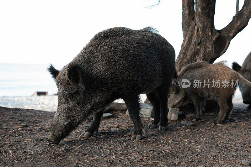 野猪(Sus scrofa)，欧亚野猪